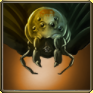 Brown Spider